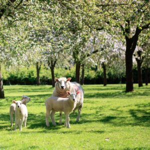 sheep in field