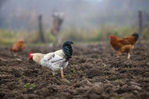 Big nice beautiful white and black rooster and hens feeding outdoors in plowed field on bright sunny day on blurred colorful rural background. Farming of poultry, chicken meat and eggs concept.