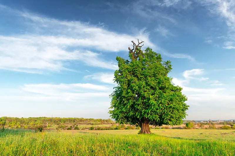 Positive Thinking Day: Finding Opportunity and Optimism for Rural Businesses